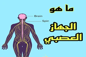 الجهاز العصبي: وظائفه وأهميته وأبرز أمراضه