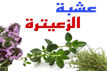 الفوائد الصحية لعشبة الزعيترة